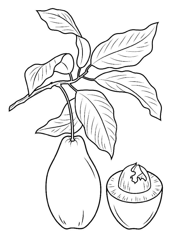 Розмальовка Авокадо - Овочі та фрукти 
