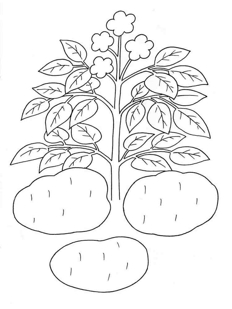 Розмальовка Картопля - Овочі та фрукти 