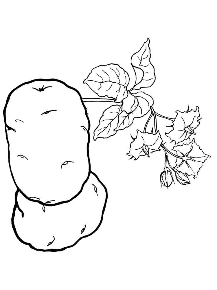 Розмальовка Картопля - Овочі та фрукти 