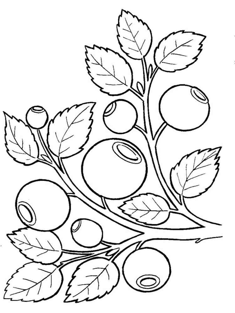 Розмальовка Чорниця - Овочі та фрукти 