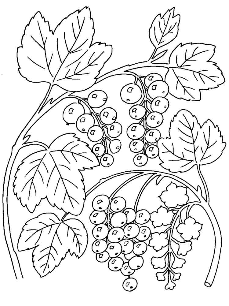 Розмальовки Каліна - Овочі та фрукти 