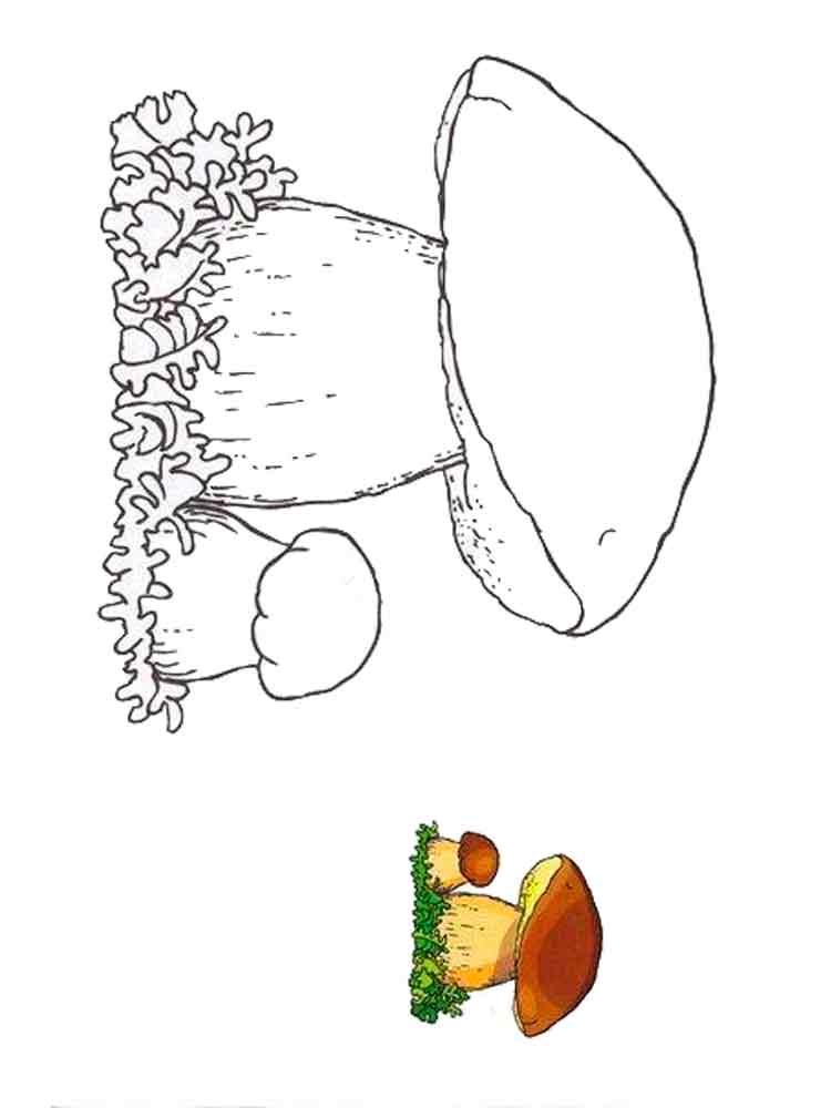 Розмальовки Білий гриб - Розмальовки Природа 