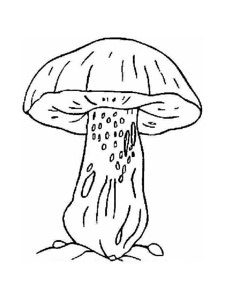 Розмальовки Їстівні гриби - Розмальовки Природа 