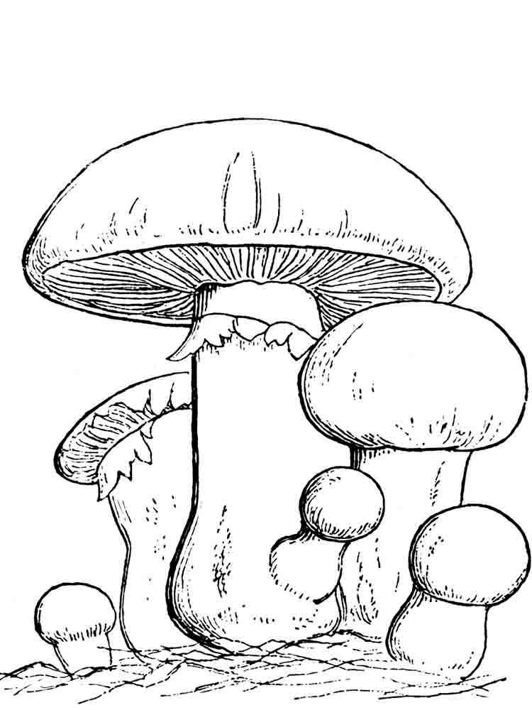 Розмальовки Їстівні гриби - Розмальовки Природа 