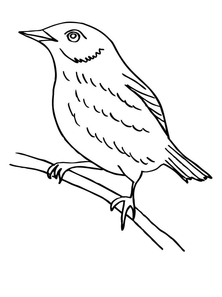 Розмальовка Дрозд - Розмальовки Птахи 