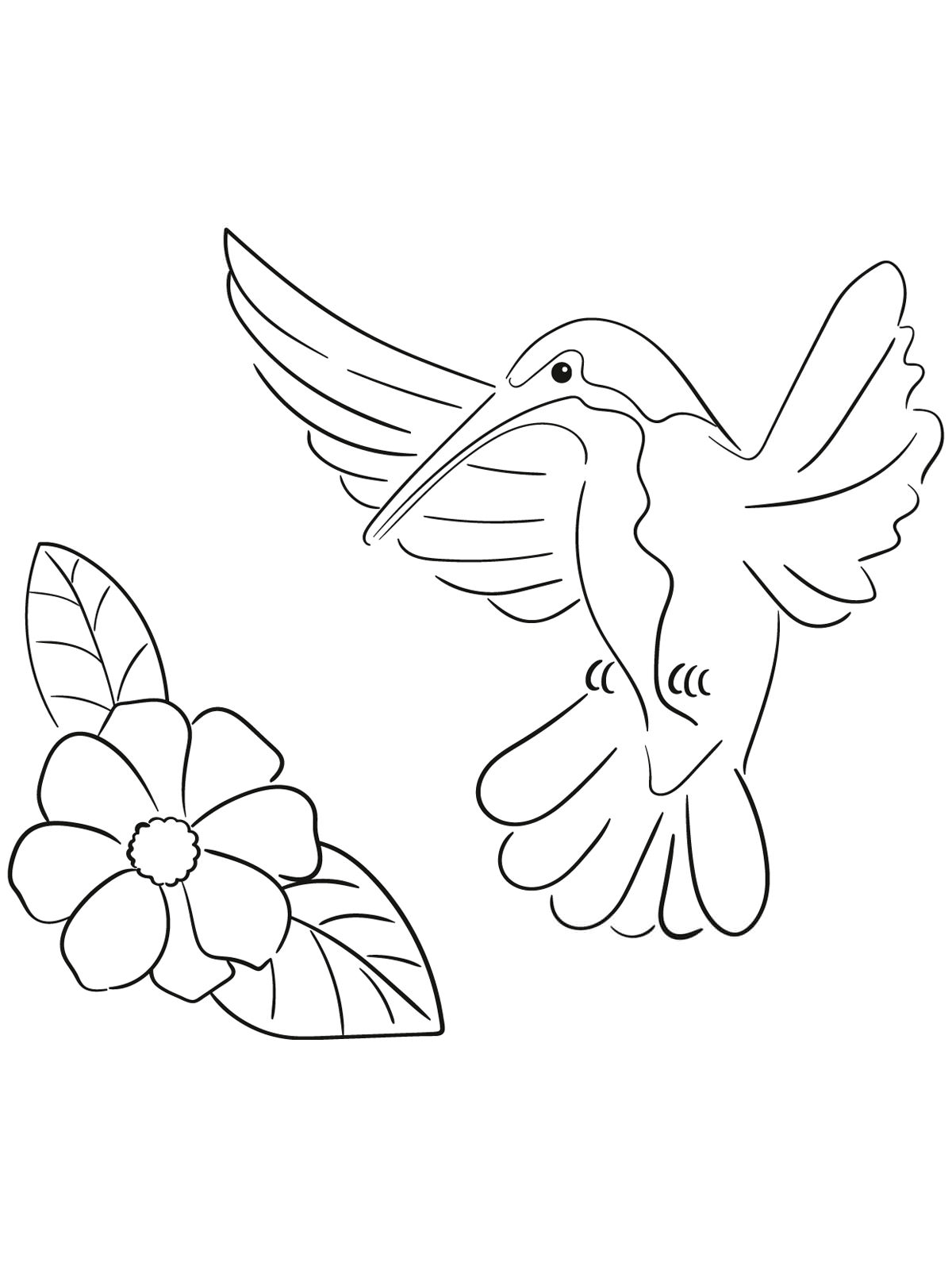 Розмальовка Колібрі - Розмальовки Птахи 