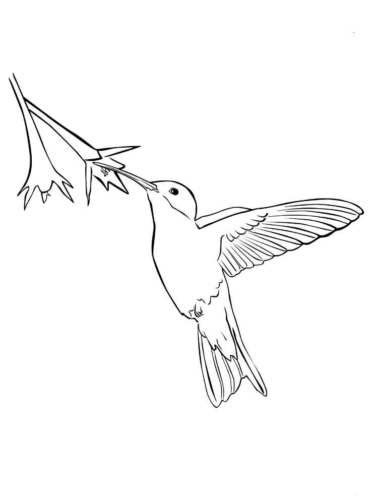 Розмальовка Колібрі - Розмальовки Птахи 