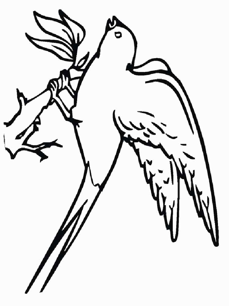 Розмальовка Ластівка - Розмальовки Птахи 