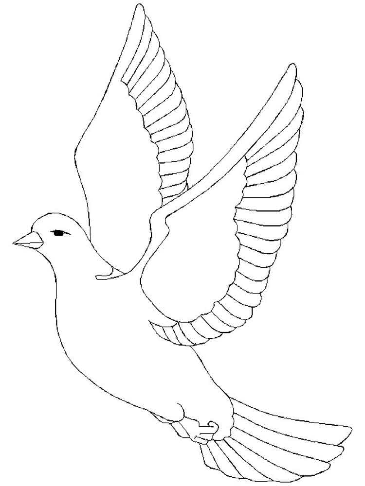 Розмальовка Голуб - Розмальовки Птахи 