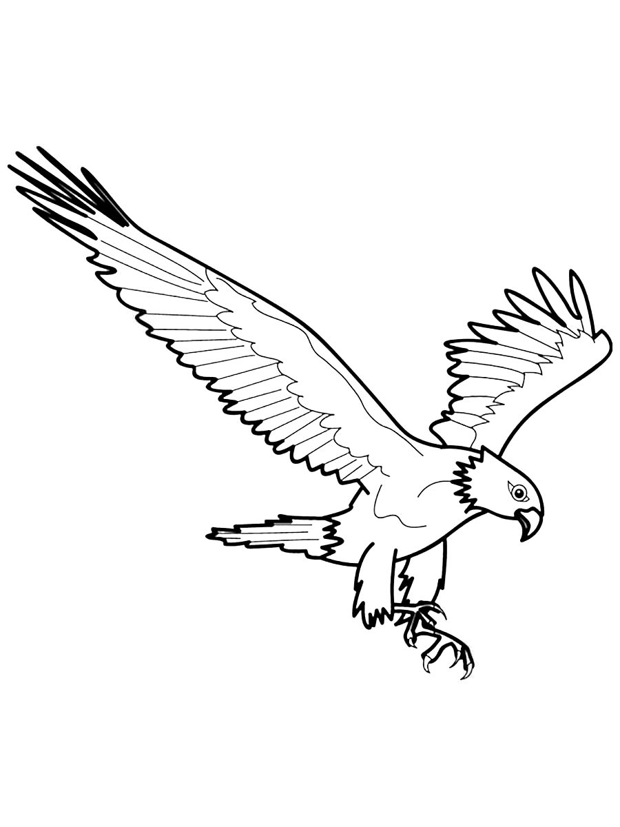 Розмальовка Орел - Розмальовки Птахи 