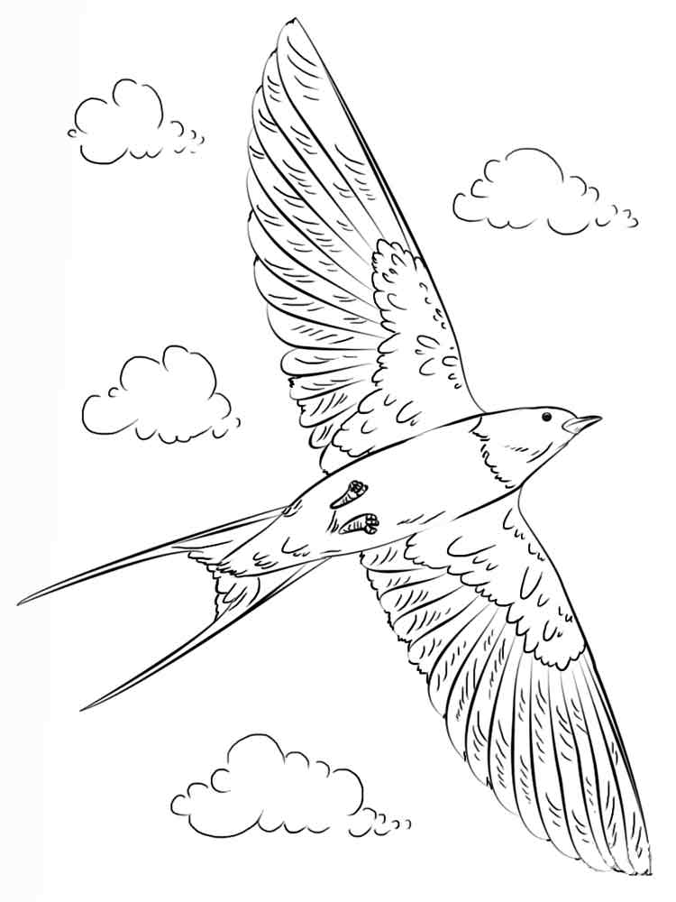 Розмальовка Ластівка - Розмальовки Птахи 