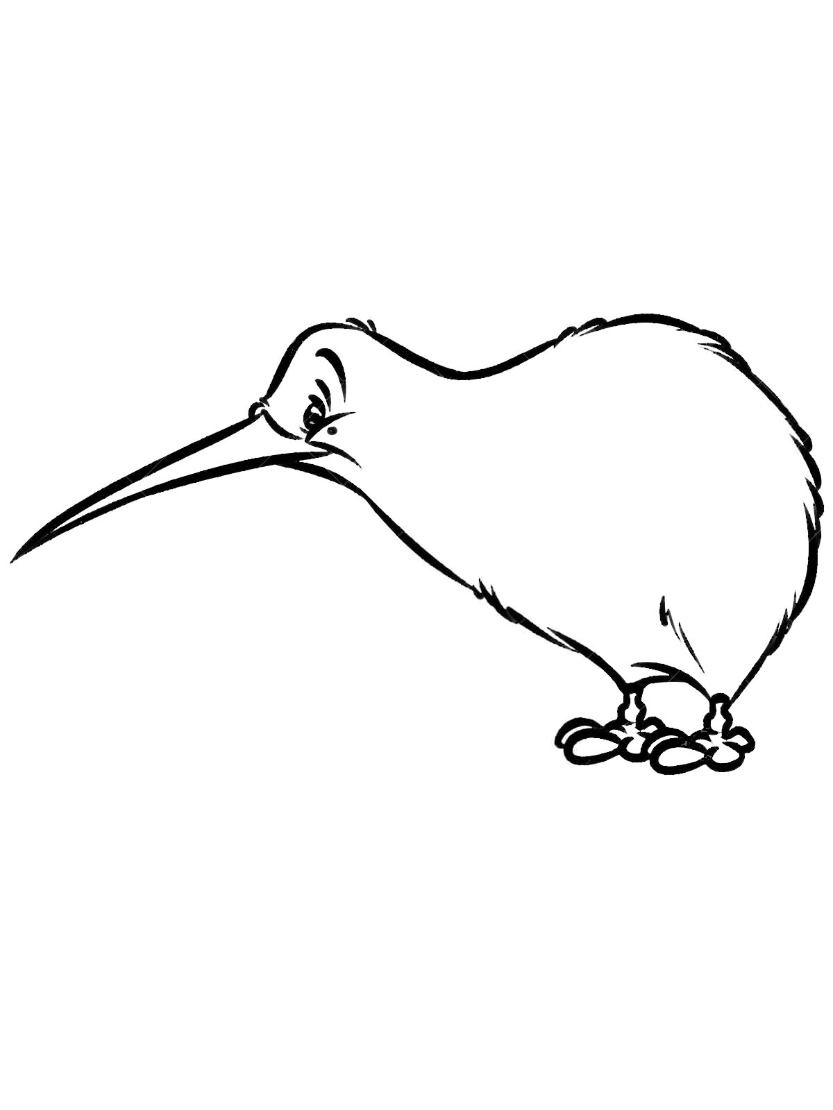 Розмальовка птах Ківі - Розмальовки Птахи 