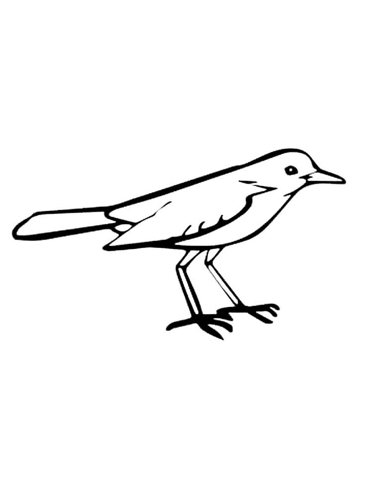 Розмальовки Соловей - Розмальовки Птахи 