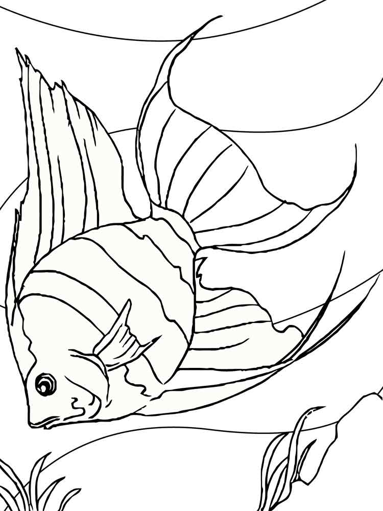 Розмальовка риба Ангел - Розмальовки Риби 