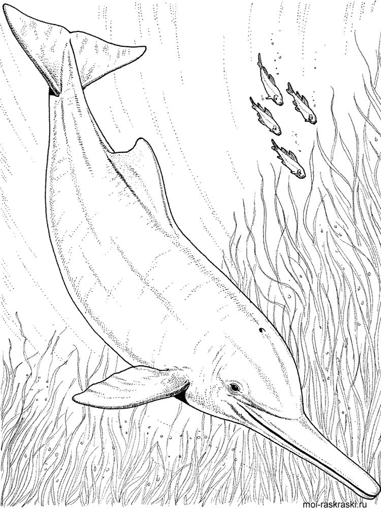 Розмальовка Дельфін - Розмальовки Риби 