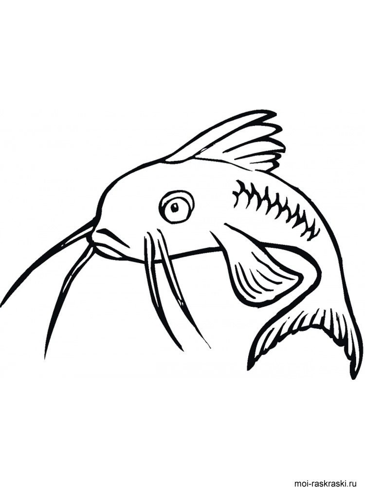 Розмальовки Сом - Розмальовки Риби 