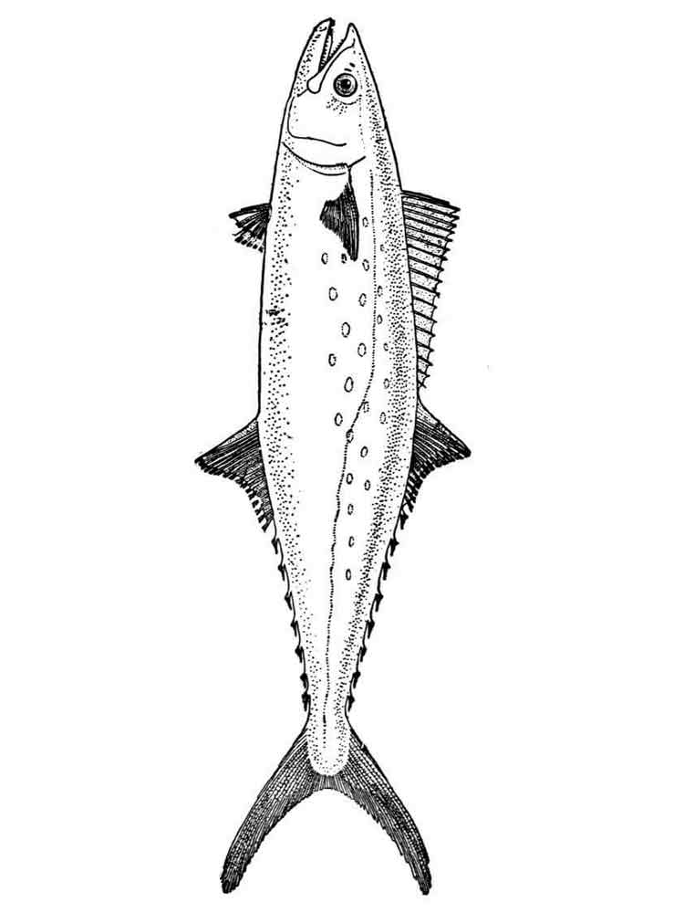 Розмальовки Морські риби - Розмальовки Риби 