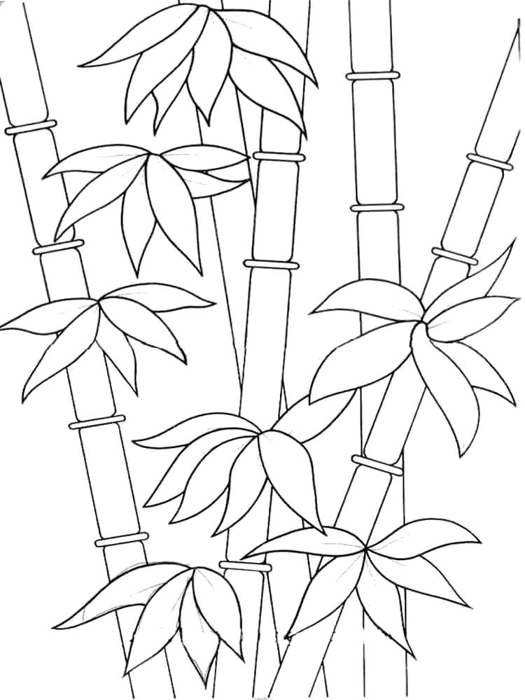 Розмальовка Бамбук - Розмальовки Дерева 
