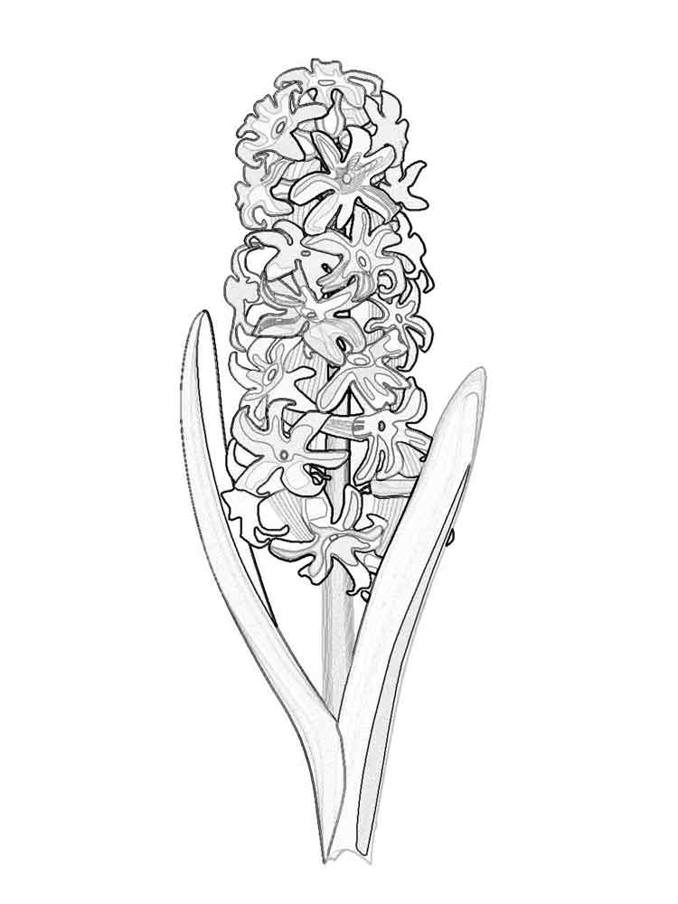 Розмальовка Гіацинт - Розмальовки Квіти 