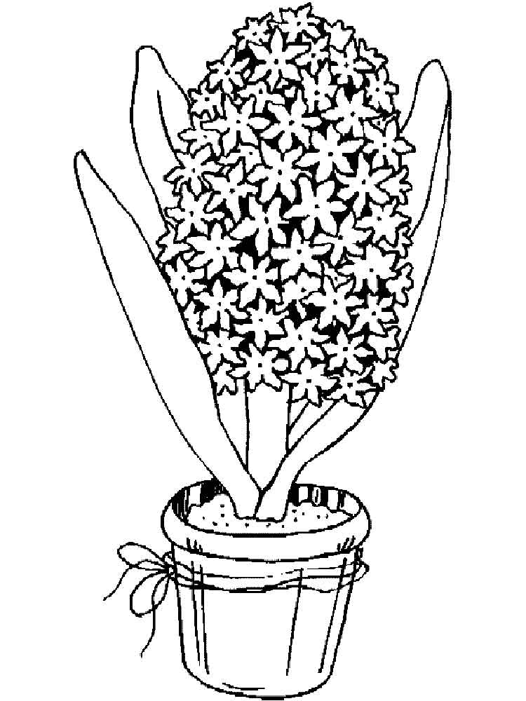 Розмальовка Гіацинт - Розмальовки Квіти 