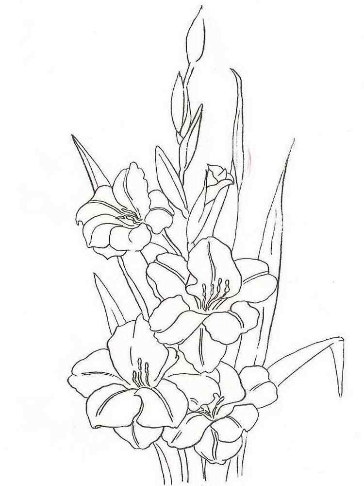 Розмальовка Гладіолус - Розмальовки Квіти 
