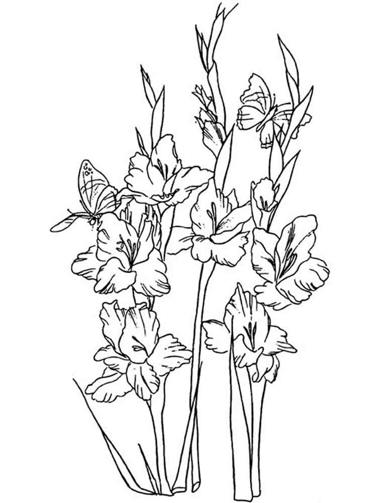 Розмальовка Гладіолус - Розмальовки Квіти 