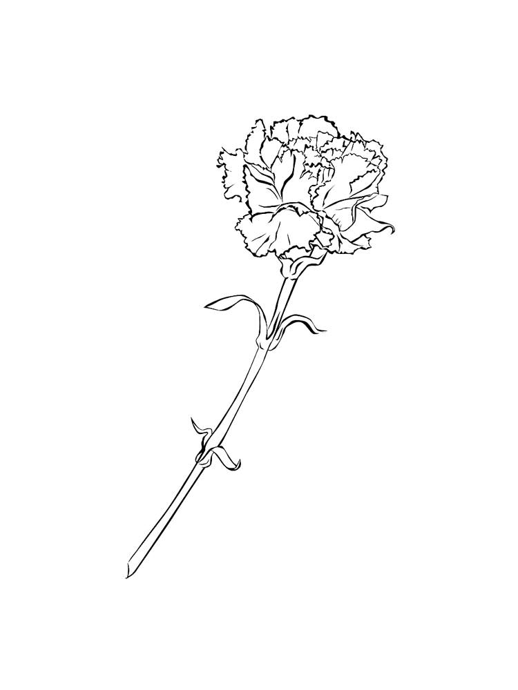 Розмальовка Гвоздика - Розмальовки Квіти 