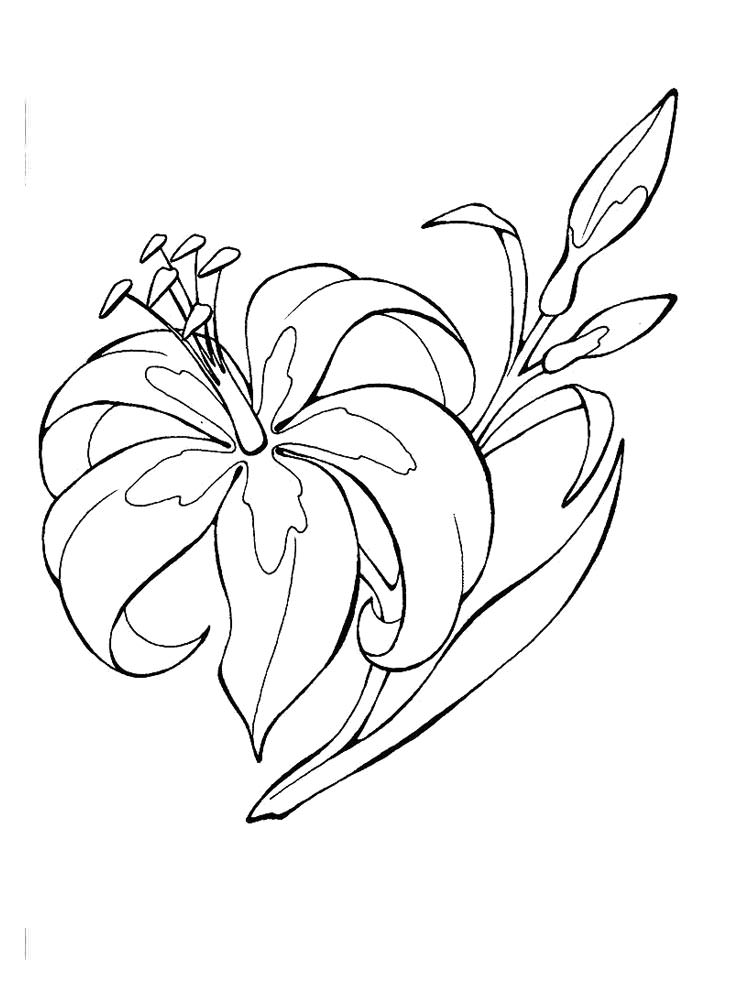 Розмальовка Лілія - Розмальовки Квіти 