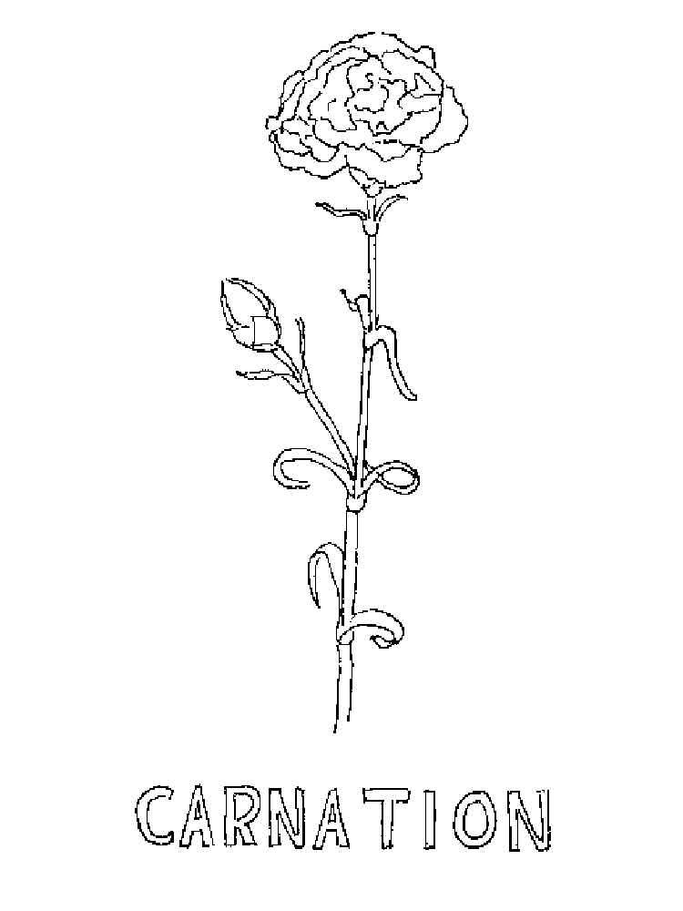 Розмальовка Гвоздика - Розмальовки Квіти 
