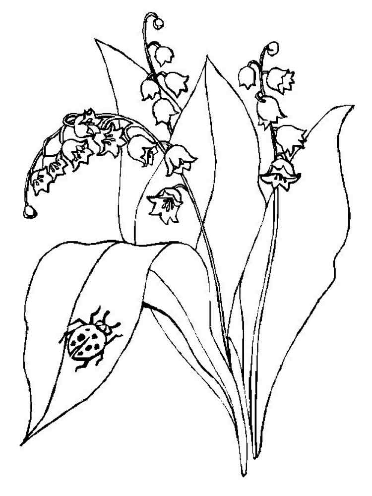 Розмальовка Конвалія - Розмальовки Квіти 
