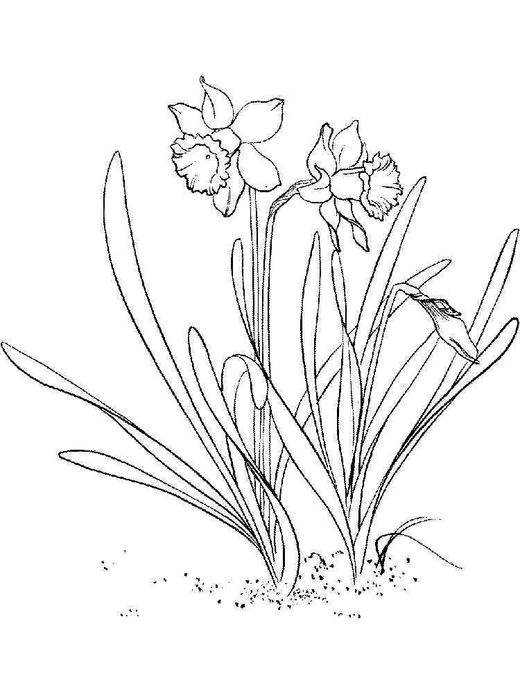 Розмальовка Нарцис - Розмальовки Квіти 