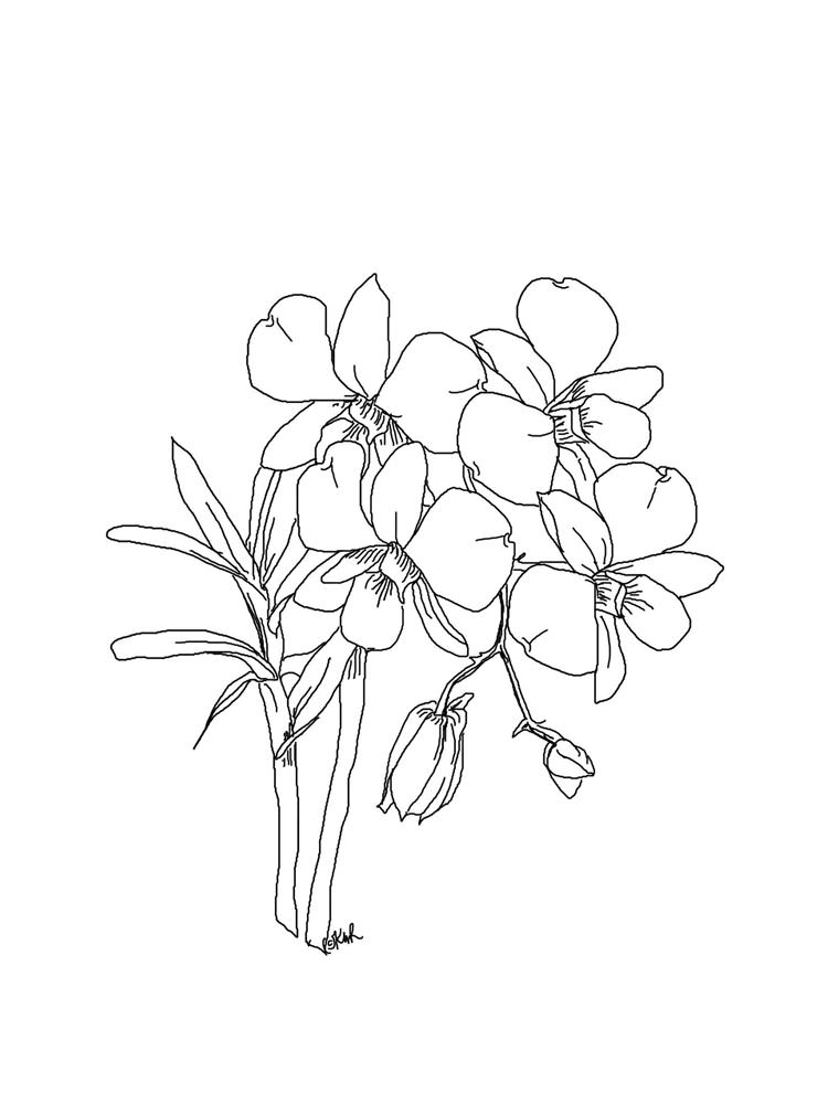 Розмальовка Орхідея - Розмальовки Квіти 
