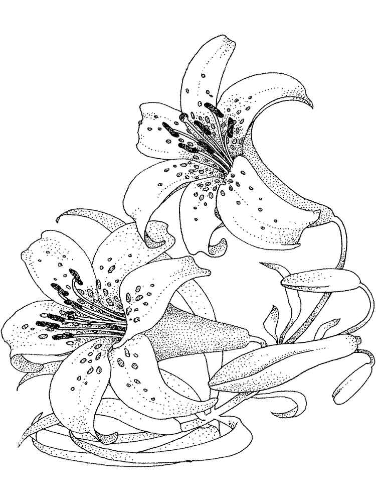 Розмальовка Лілія - Розмальовки Квіти 