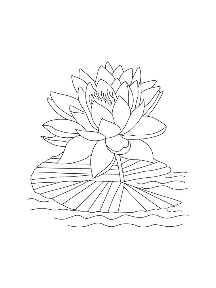 Розмальовка Водяна Лілія - Розмальовки Квіти 