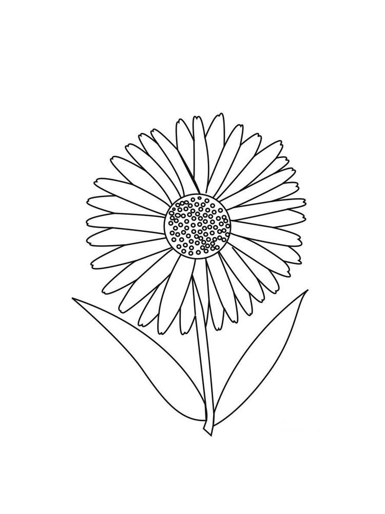 Розмальовки Астра - Розмальовки Квіти 