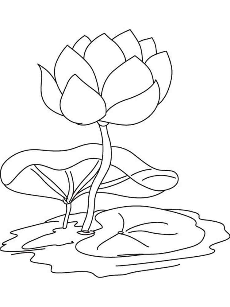 Розмальовка Водяна Лілія - Розмальовки Квіти 