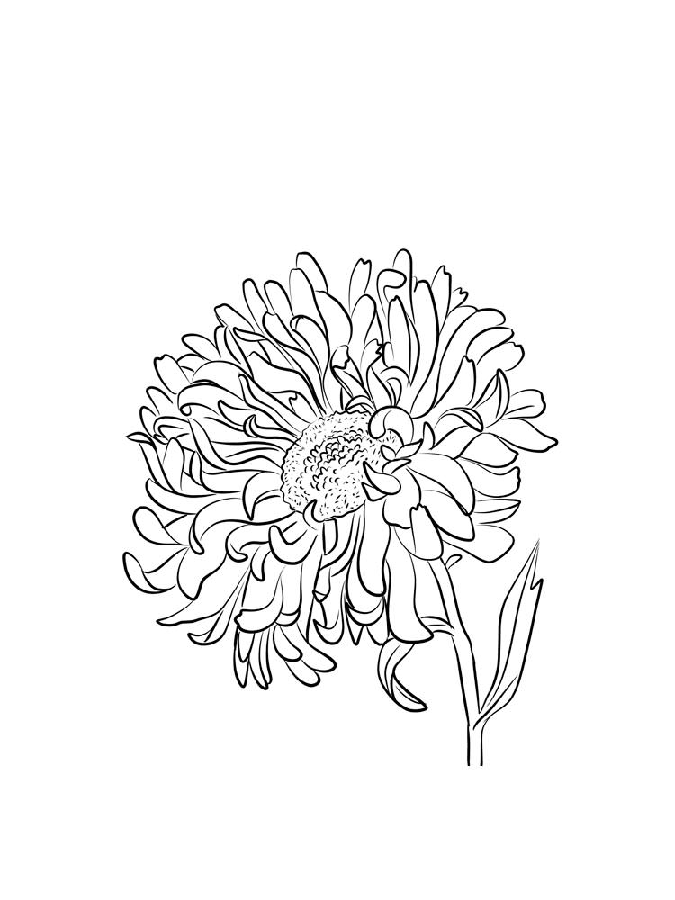 Розмальовки Астра - Розмальовки Квіти 