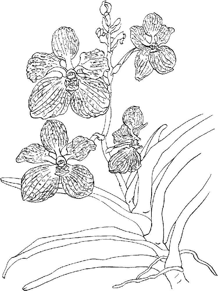 Розмальовка Орхідея - Розмальовки Квіти 