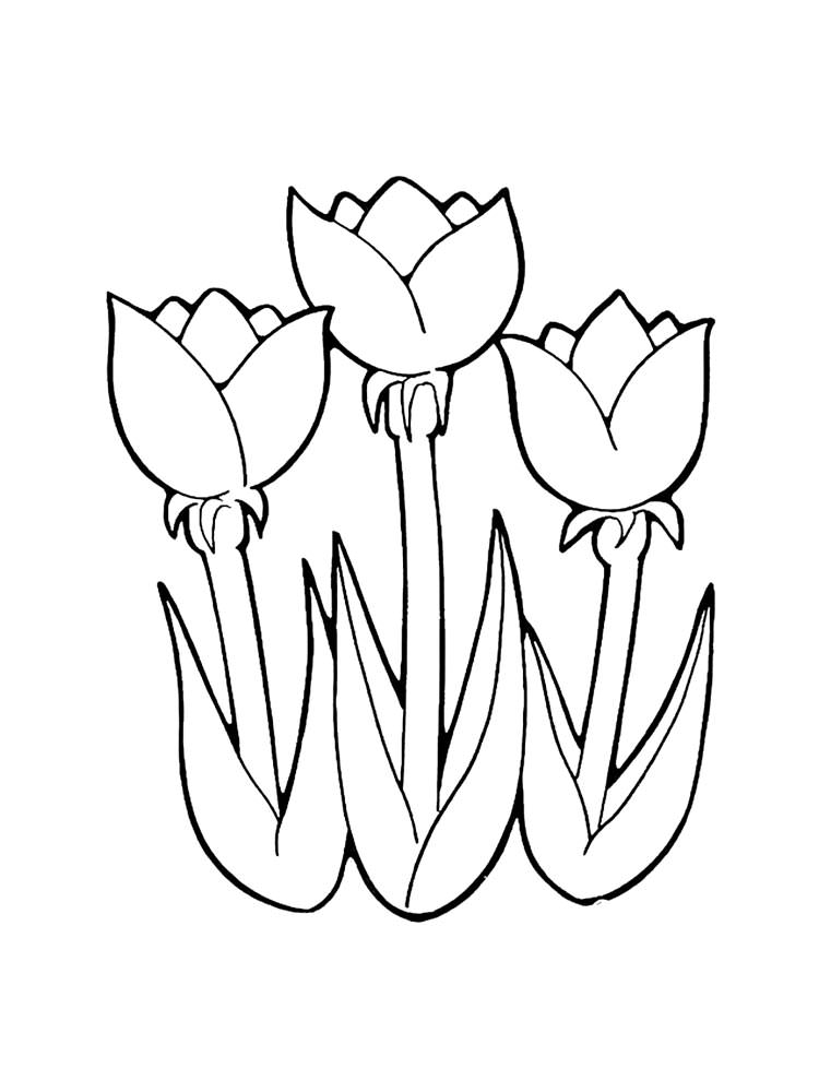Розмальовки Тюльпани - Розмальовки Квіти 