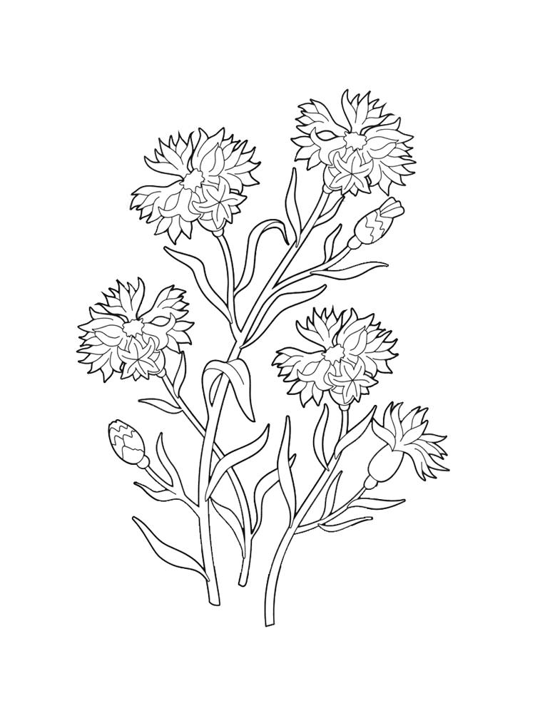 Розмальовки Польові квіти - Розмальовки Квіти 