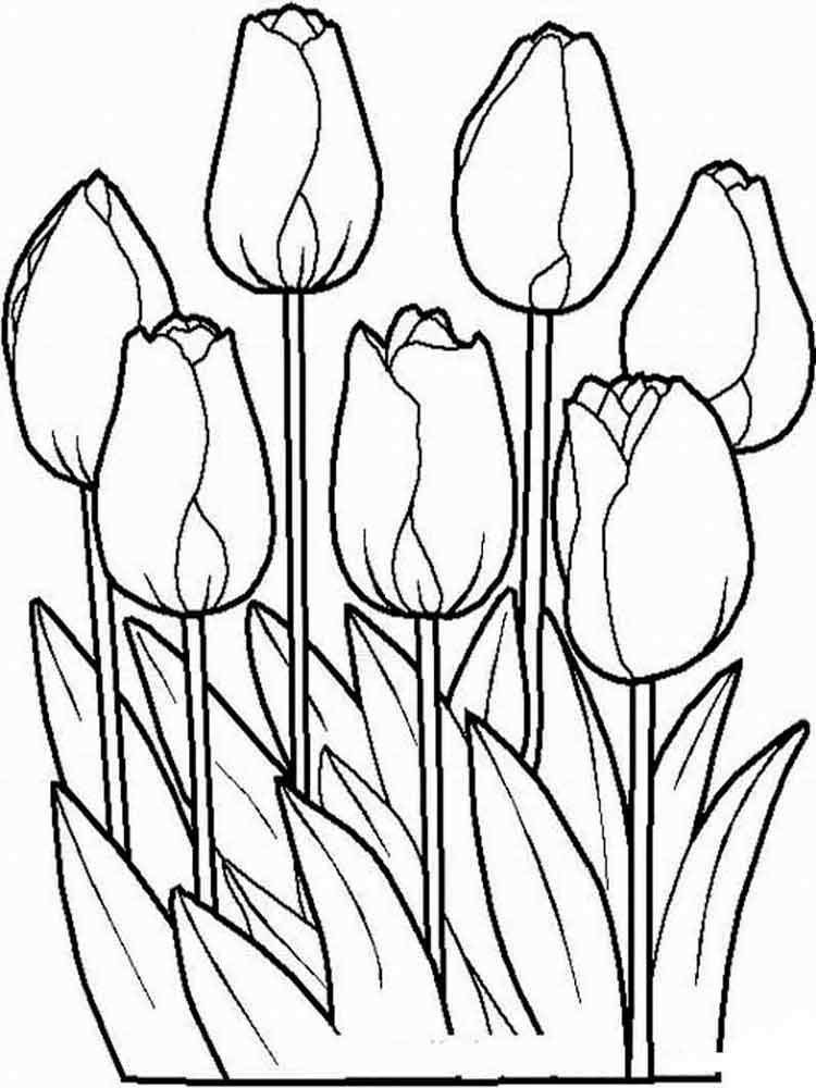 Розмальовки Тюльпани - Розмальовки Квіти 