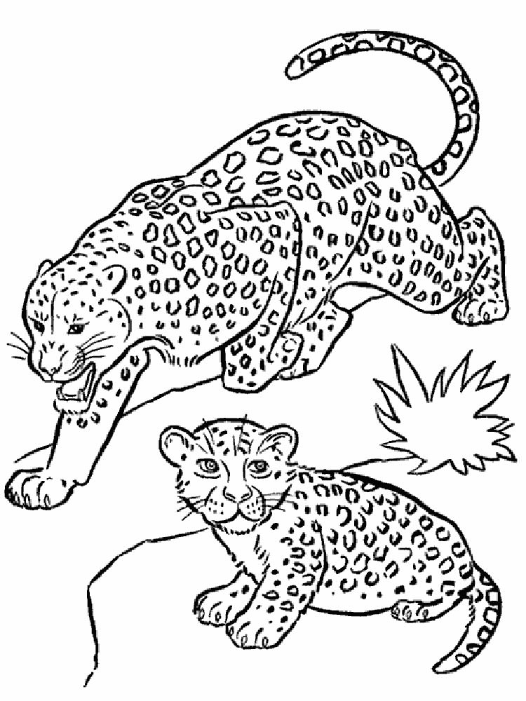 Розмальовка Леопард - Розмальовки Тварин 