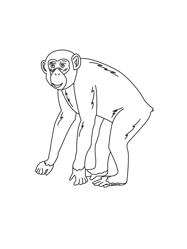 Розмальовка Мавпа - Розмальовки Тварин 