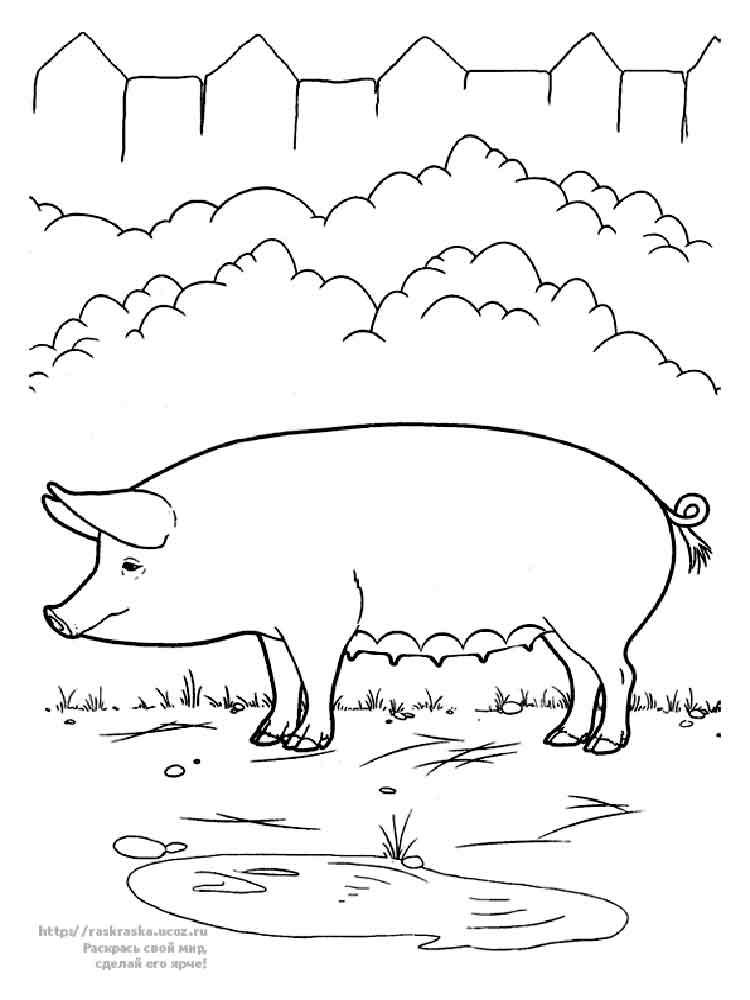 Розмальовки Свиня - Розмальовки Тварин 