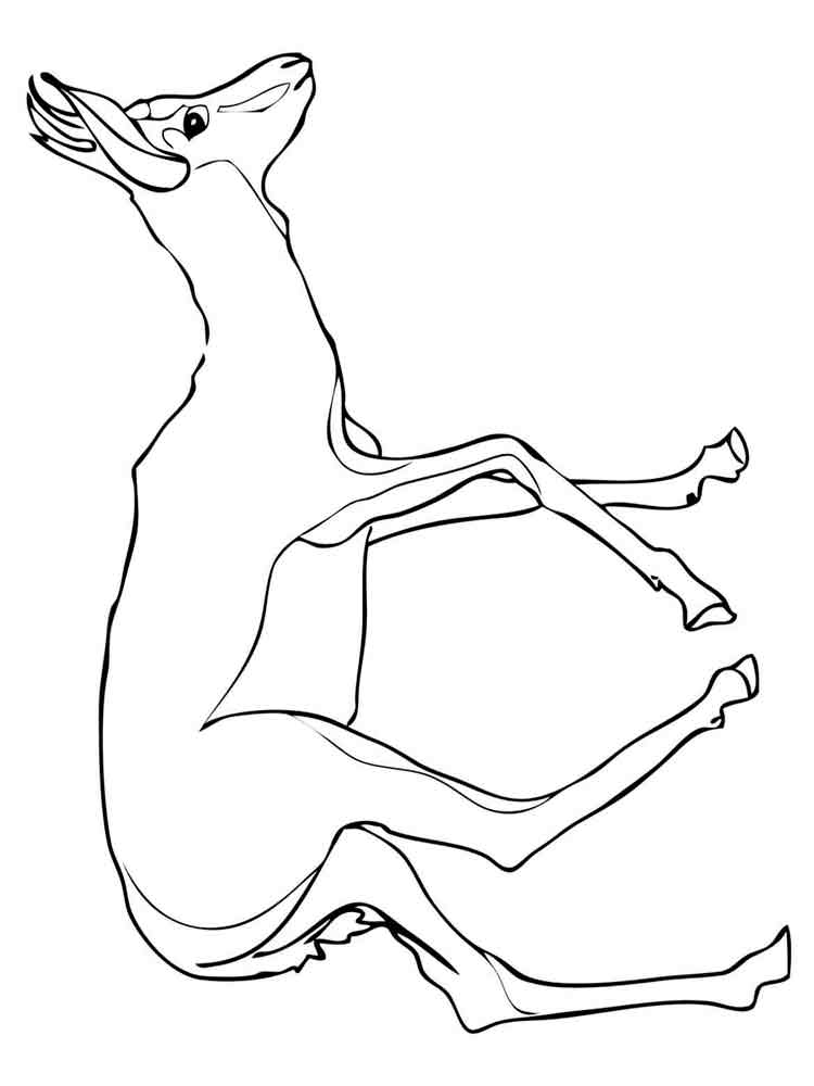 Розмальовки Антилопа - Розмальовки Тварин 