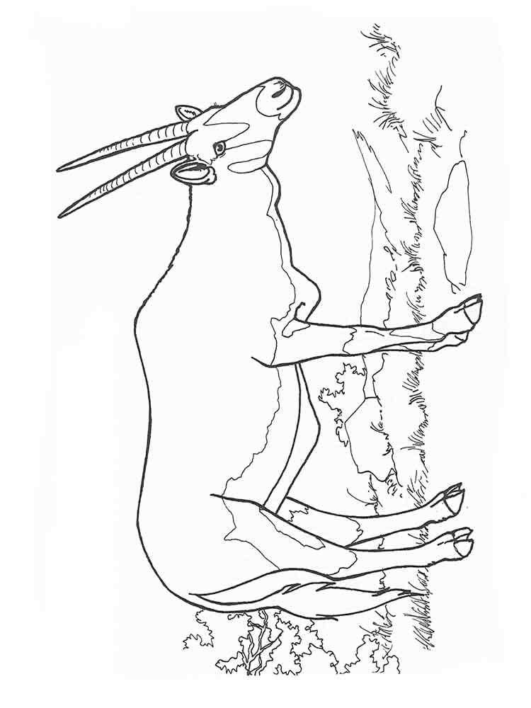 Розмальовки Антилопа - Розмальовки Тварин 