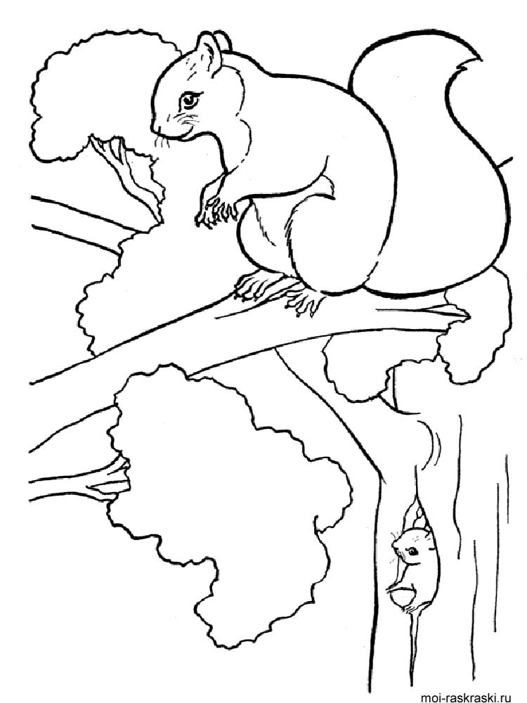 Розмальовки Білка - Розмальовки Тварин 