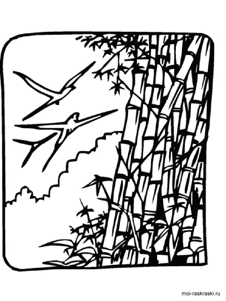 Розмальовка Бамбук - Розмальовки Дерева 