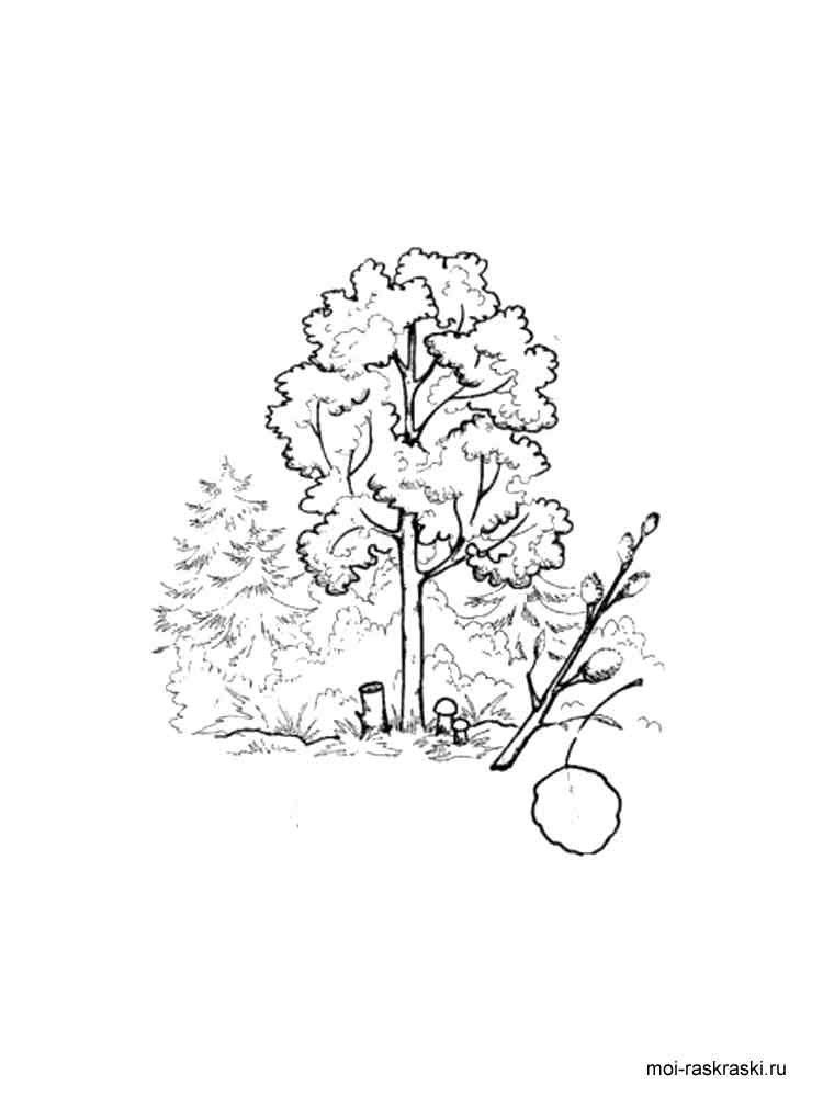Розмальовка Осика - Розмальовки Дерева 